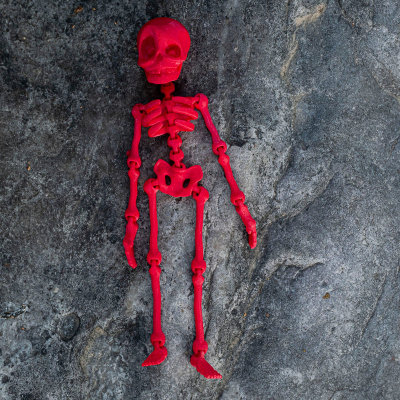 3D Skeleton Toy for kids